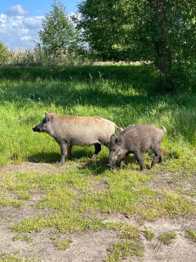 Ferienwohnung Mielno Enklawa 28 Unieście Exterior foto